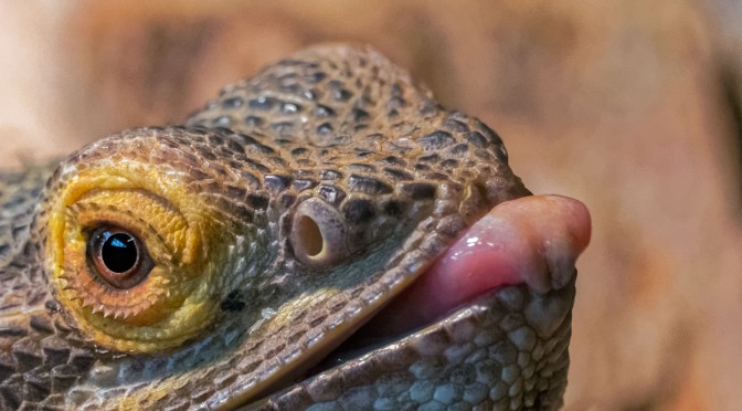 Photographing Captive Reptiles with Nikon 1