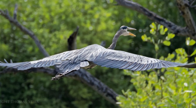Great Blue Heron Images with Nikon 1 CX 70-300