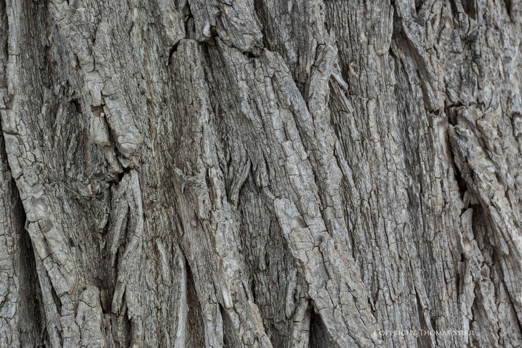 NIKON 1 V3 + 70-300mm f/4.5-5.6 @ 300mm, ISO 160, 1/250, f/5.6