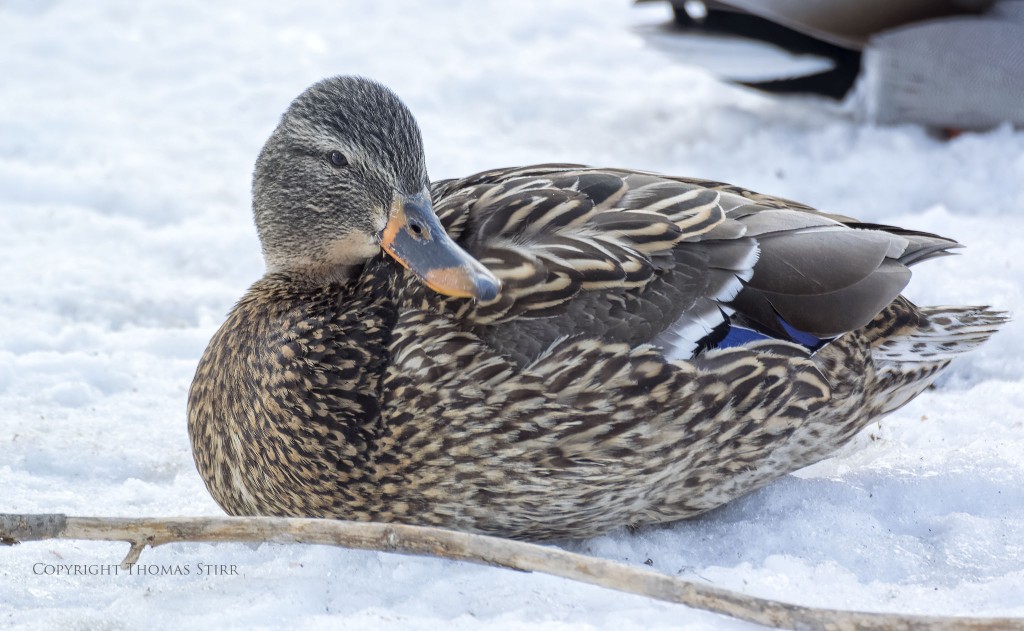NIKON 1 V3 + 70-300mm f/4.5-5.6 @ 264mm, ISO 160, 1/160, f/5.6