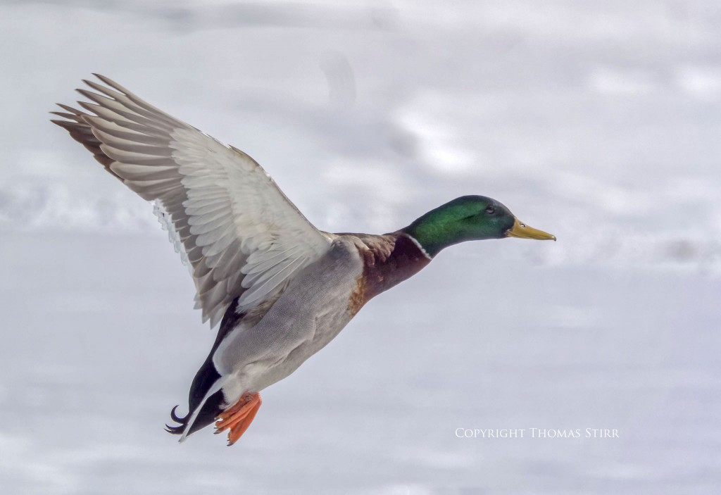 NIKON 1 V3 + 70-300mm f/4.5-5.6 @ 300mm, ISO 160, 1/2500, f/5.6