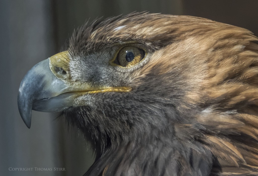 NIKON 1 V3 + 70-300mm f/4.5-5.6 @ 250.2mm, ISO 1600, 1/2000, f/5.6