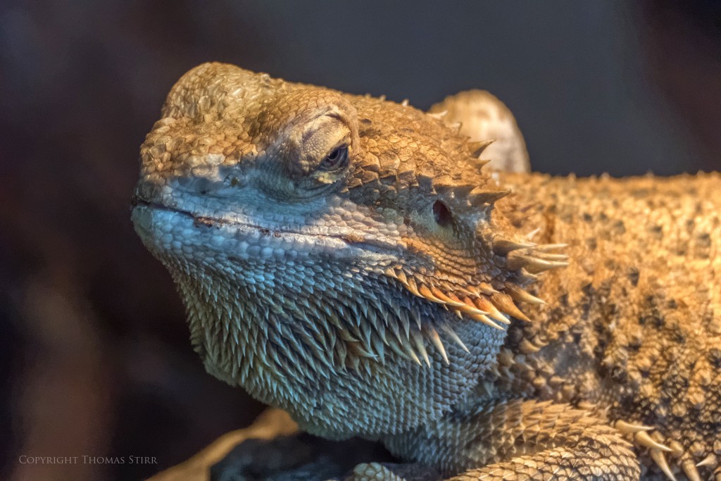 NIKON 1 V3 + 70-300mm f/4.5-5.6 @ 300mm, ISO 1600, 1/500, f/5.6