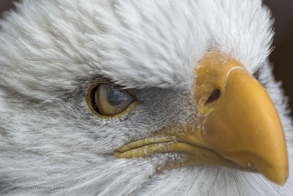 NIKON 1 V3 + 70-300mm f/4.5-5.6 @ 300mm, ISO 1600, 1/800, f/5.6