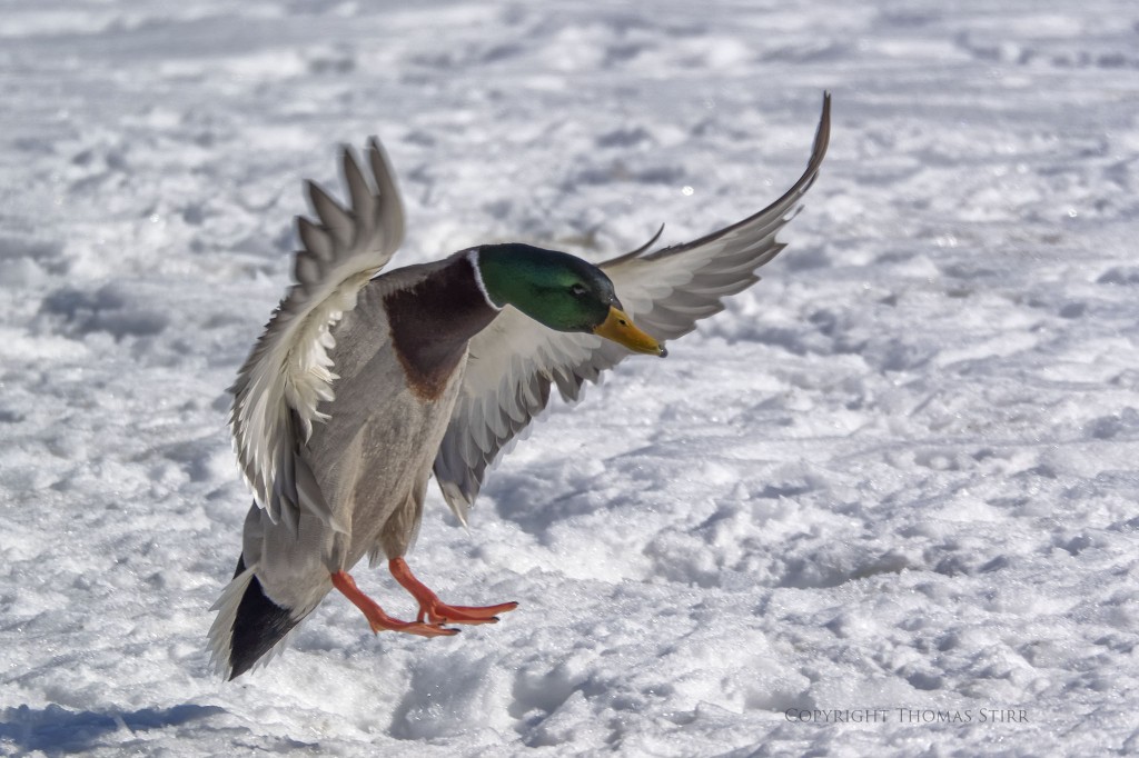 NIKON 1 V3 + 70-300mm f/4.5-5.6 @ 300mm, ISO 160, 1/2500, f/5.6