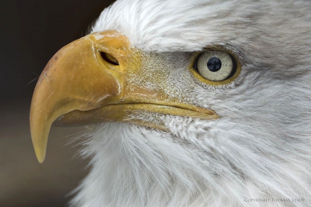 NIKON 1 V3 + 70-300mm f/4.5-5.6 @ 261mm, ISO 400, 1/320, f/5.6