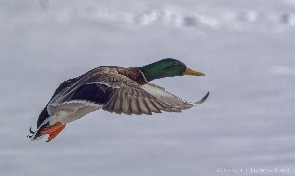 NIKON 1 V3 + 70-300mm f/4.5-5.6 @ 300mm, ISO 160, 1/2500, f/5.6