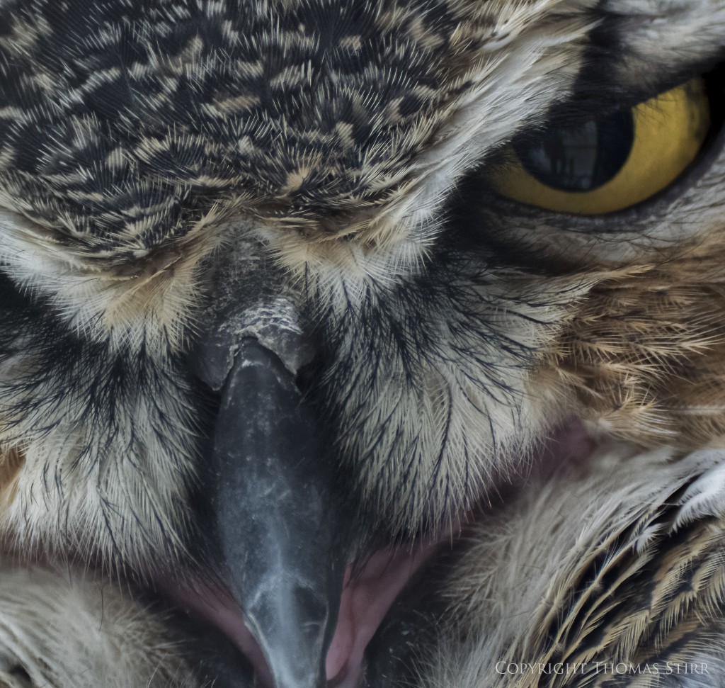 NIKON 1 V3 + 70-300mm f/4.5-5.6 @ 277.8mm, ISO 1600, 1/200, f/5.6