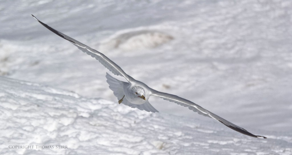 NIKON 1 V3 + 70-300mm f/4.5-5.6 @ 300mm, ISO 160, 1/3200, f/5.6