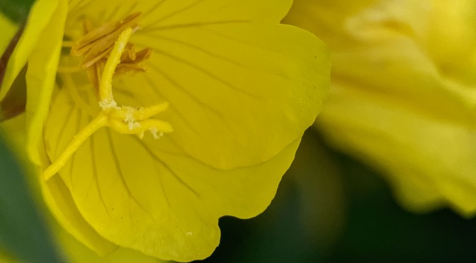 Using Nikon 1 for flower photography