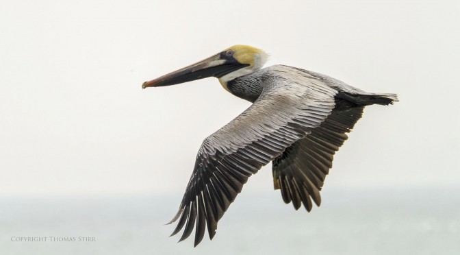 Brown Pelicans in Flight with Nikon 1