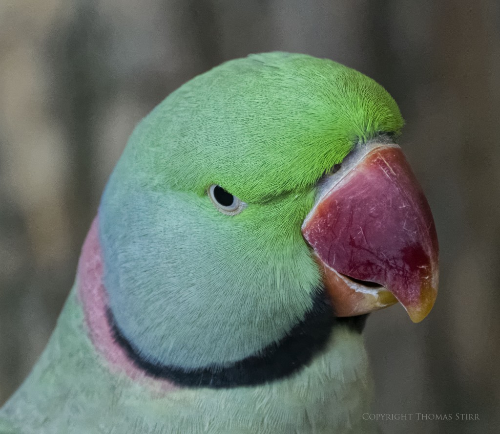 f/5.6, 1/125, ISO-4000, 300mm