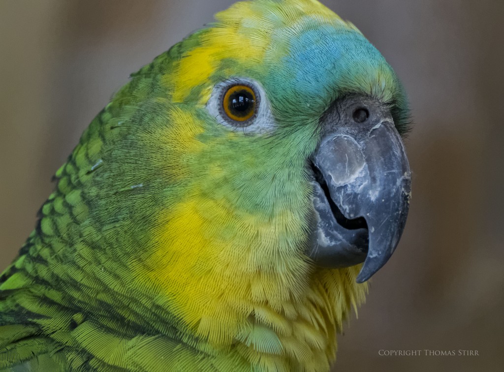 f/5.6, 1/200, ISO-3600, 300mm