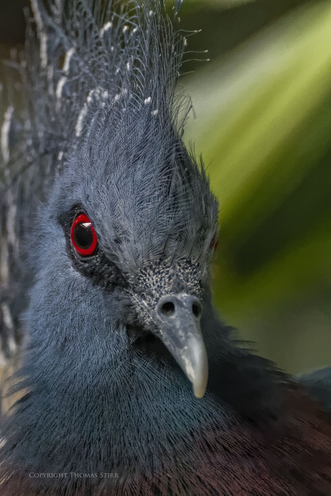 f/5.6, 1/400, ISO-6400, 300mm