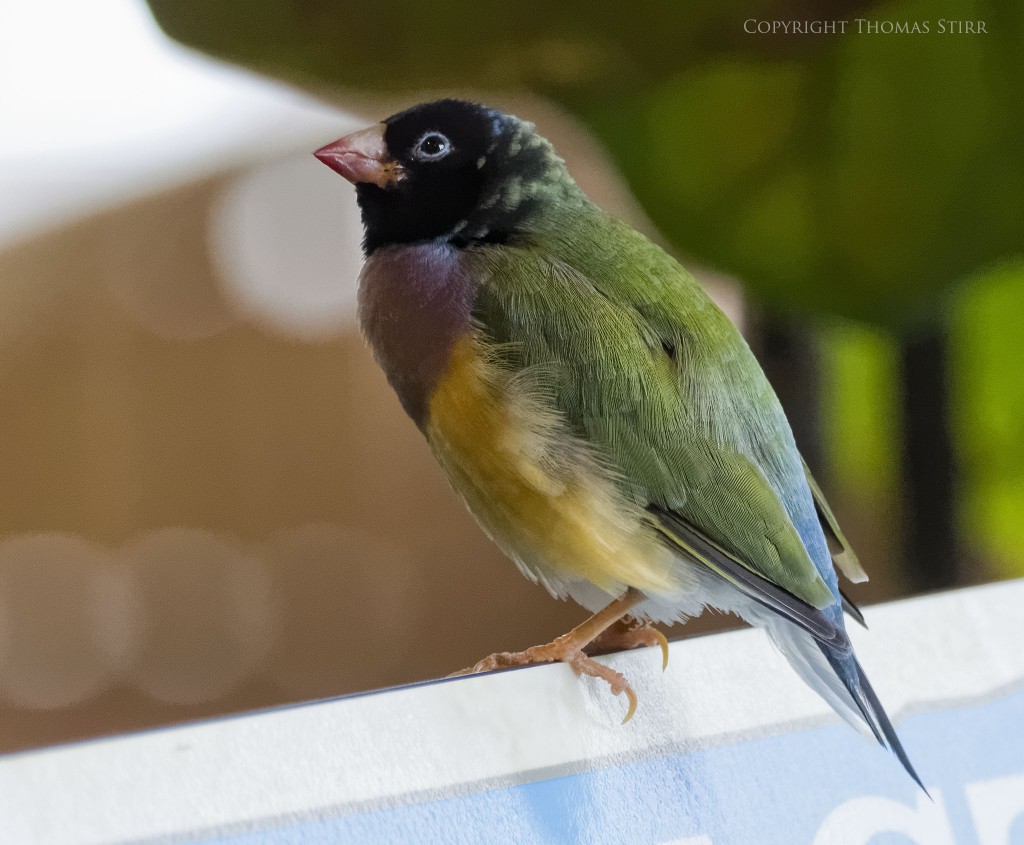 f/5.6, 1/160, ISO-6400, 181mm
