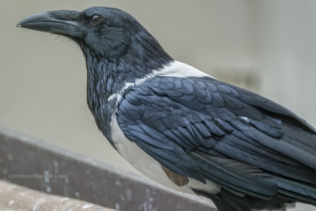 f/5.6, 1/400, ISO-3600, 246mm
