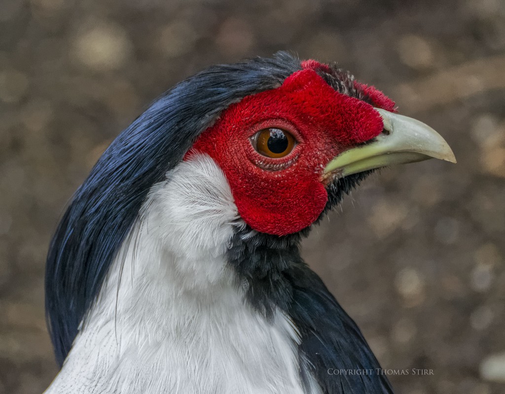 f/5.6, 1/160, ISO-2800, 300mm