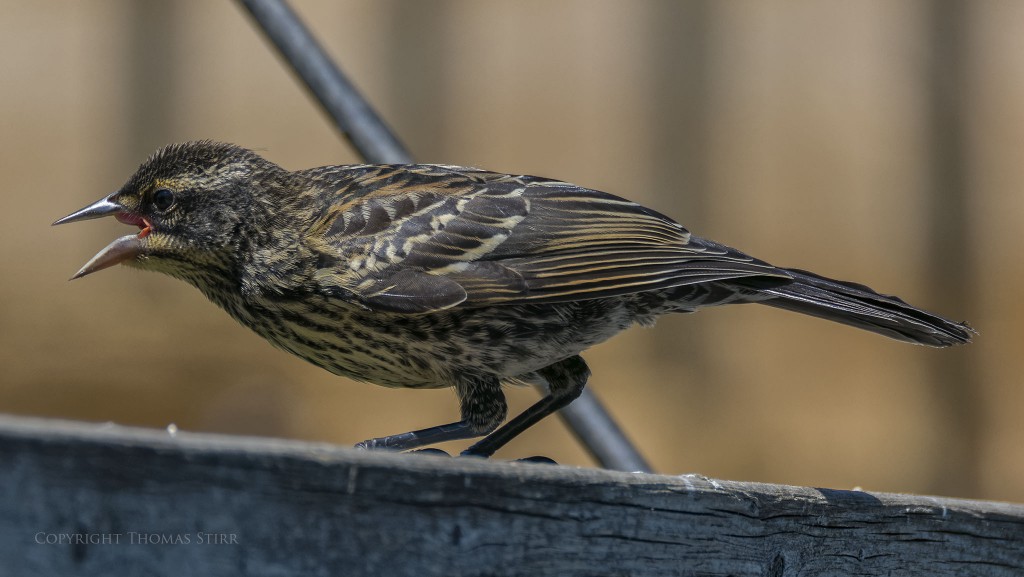 f/5.6, 1/1600, ISO-360, 300mm