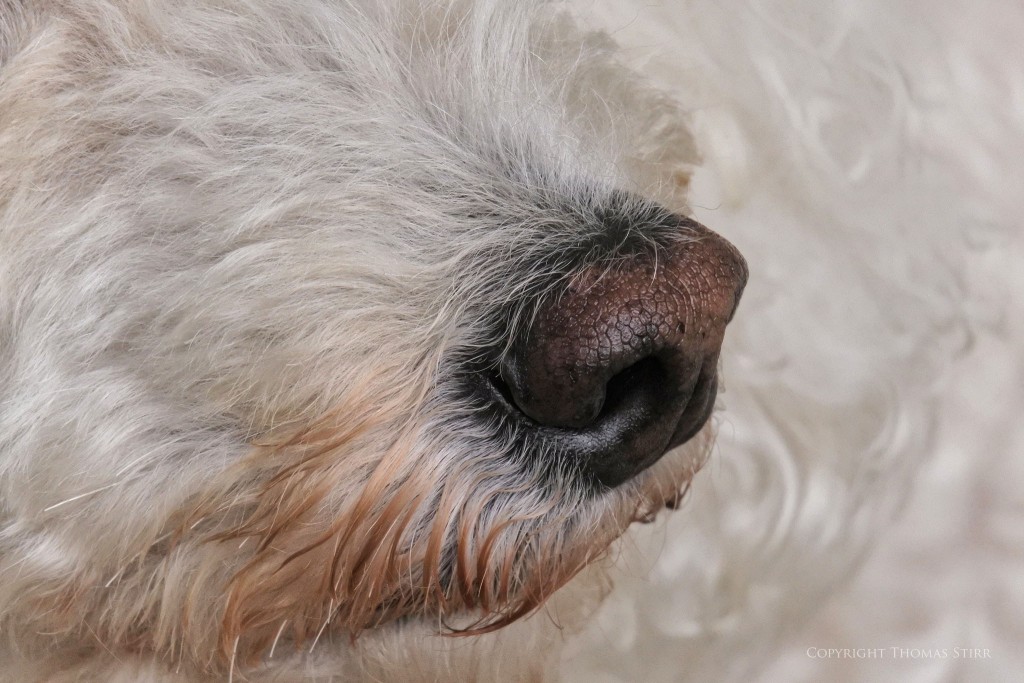 f/5.6, 1/1000, ISO-1250, 110mm