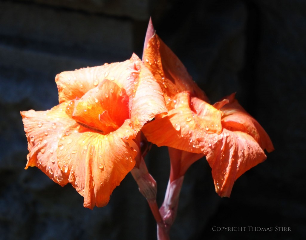 f/5.6, 1/800, ISO-450, 81mm