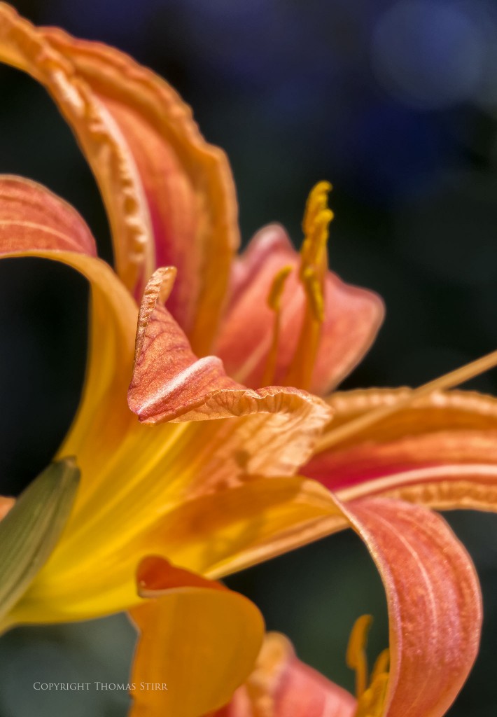 F/5.6, 1/1000, ISO-800, 110mm