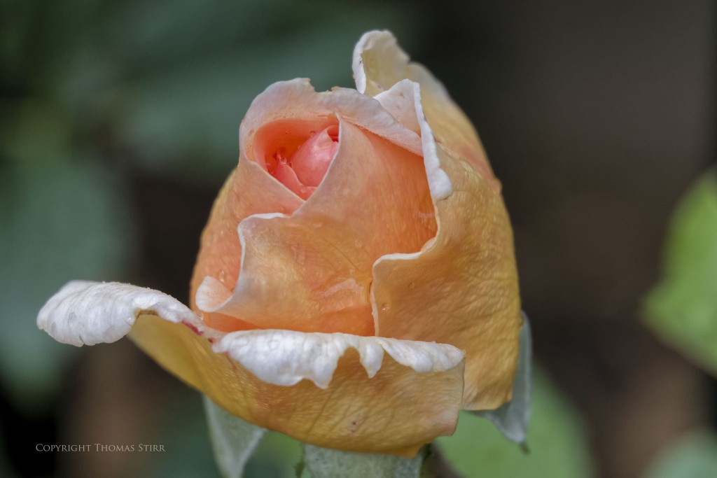 f/5.6, 1/400, ISO-320, 110mm