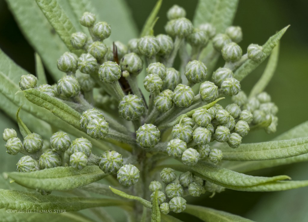 f/5.6, 1/400, ISO-400, 110mm