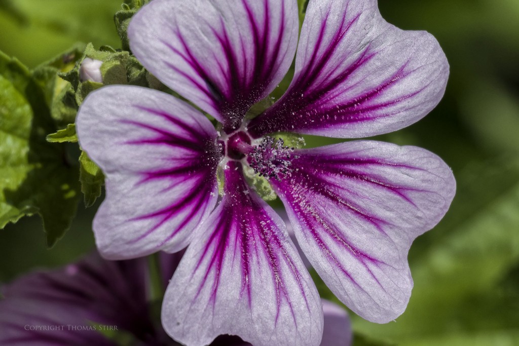 f/5.6, 1/1000, ISO-250, 110mm