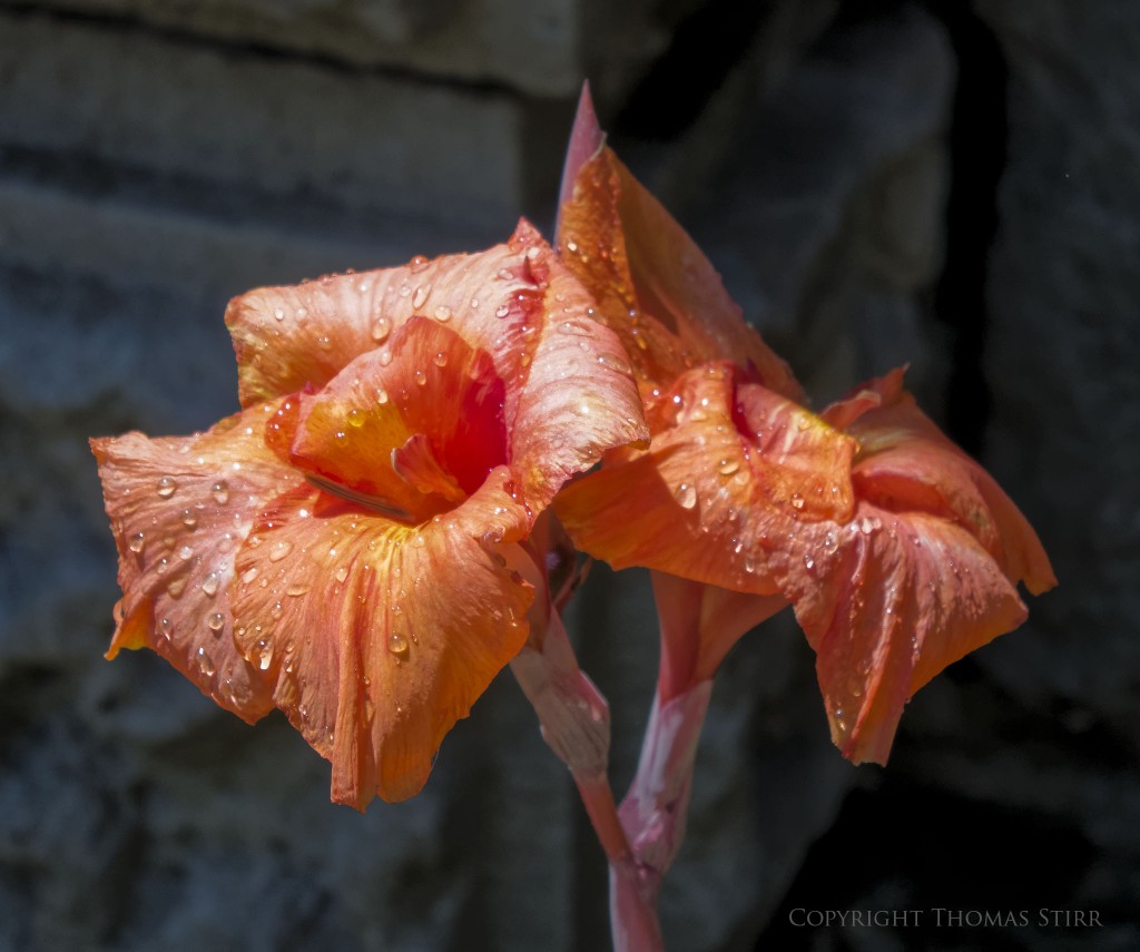 f/5.6, 1/800, ISO-450, 81mm