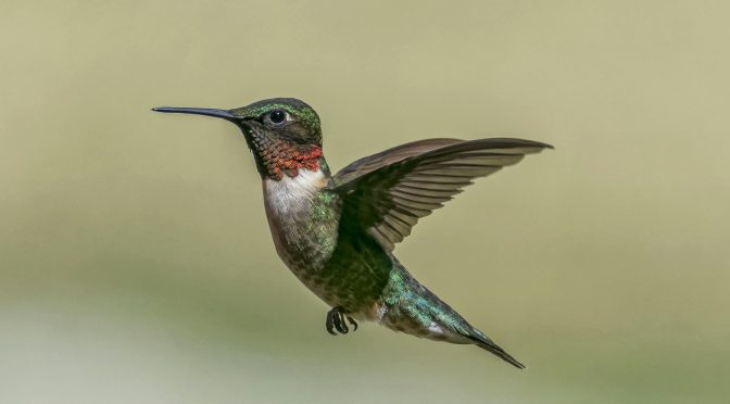 Hummingbird in flight with Nikon 1 J5