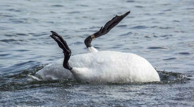 Swan Bathing Upside Down