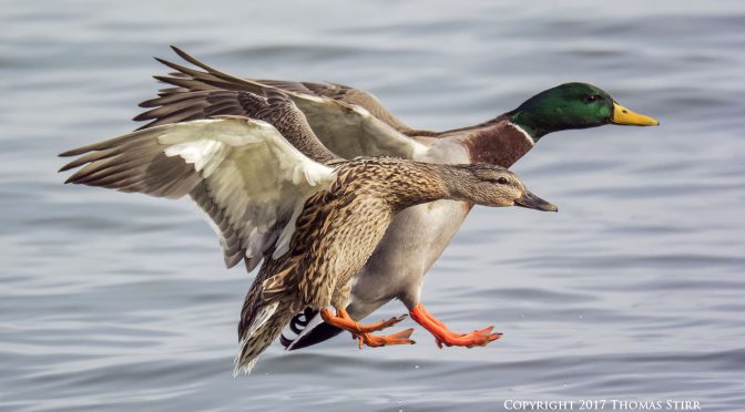Sample Nikon 1 V3 images of ducks in flight