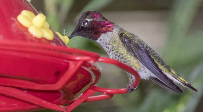 Using V3 Flash to Photograph Hummingbirds
