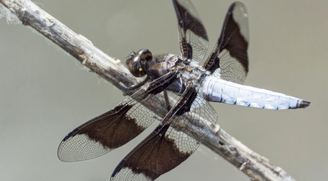 Sample Dragonfly Images