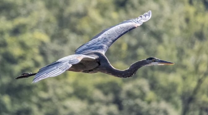 Great Blue Heron Images