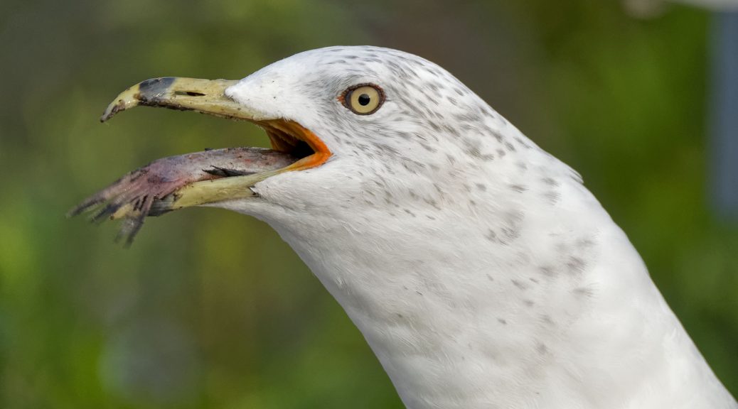 gull swallowing fish Archives Small Sensor Photography by Thomas Stirr