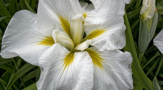 Using a Standard Zoom Lens for Flower Photography