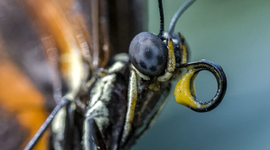 Using a Macro Lens with Extension Tubes Small Sensor Photography by
