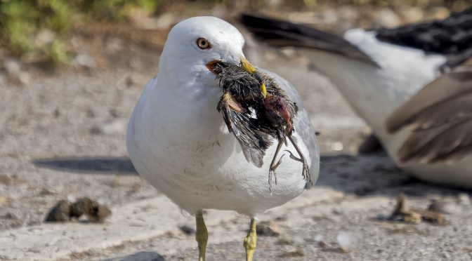 Gull Predation of Blackbird Chick