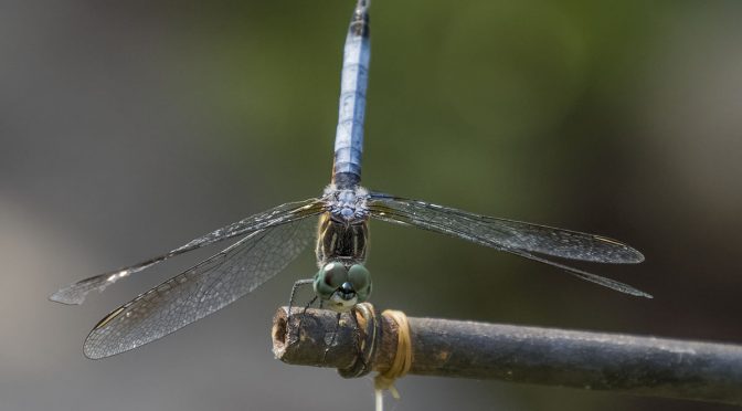 Cooperative Dragonfly