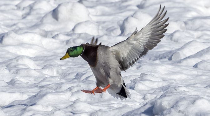 Duck Landing on Snow