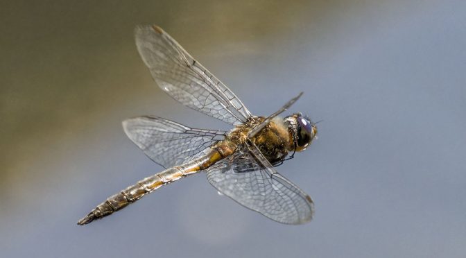 Dragonflies in Flight Test