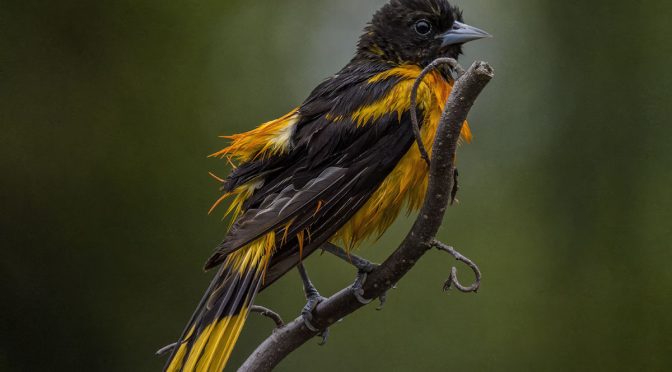 DIY Bird Photo Perch