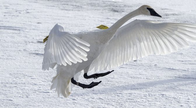 Swan Landing on Snow