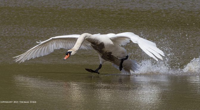 Swan on the Run