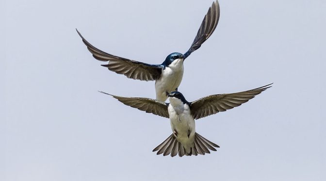 Swallow Pairs in Flight