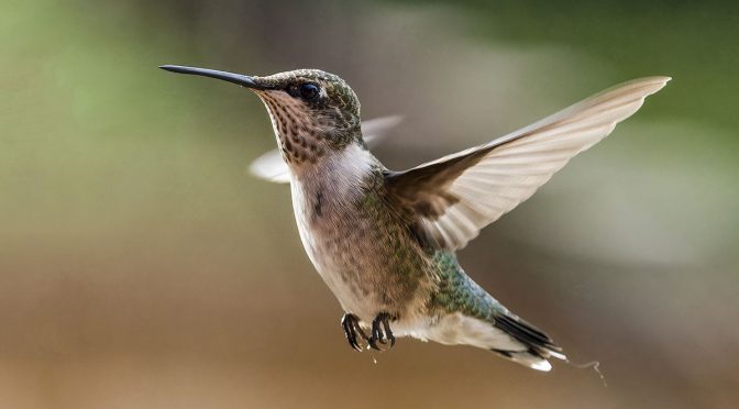 Hummingbird Quick Visit