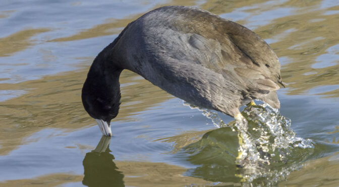 Photographing Coots Diving
