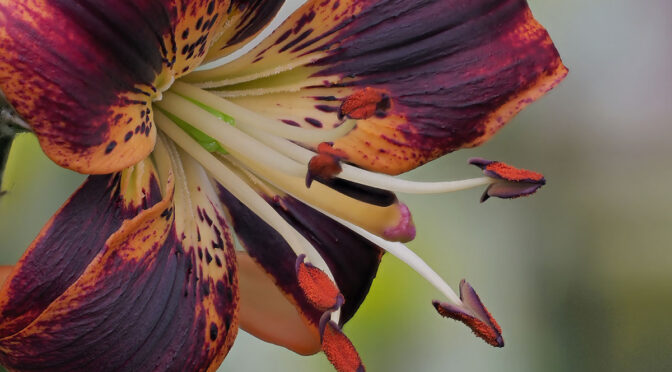 Close-Up Flower Images