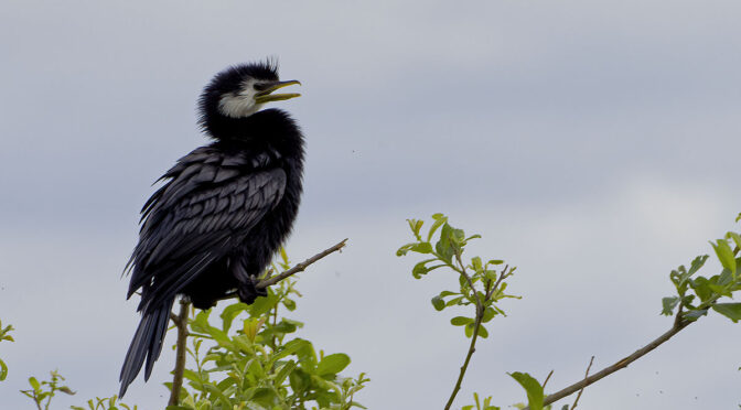 Best Cameras and Lenses